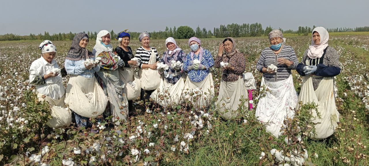 Жаны пахта. Танец пахта. Пахта гуль. Танец пахта Узбекистан.